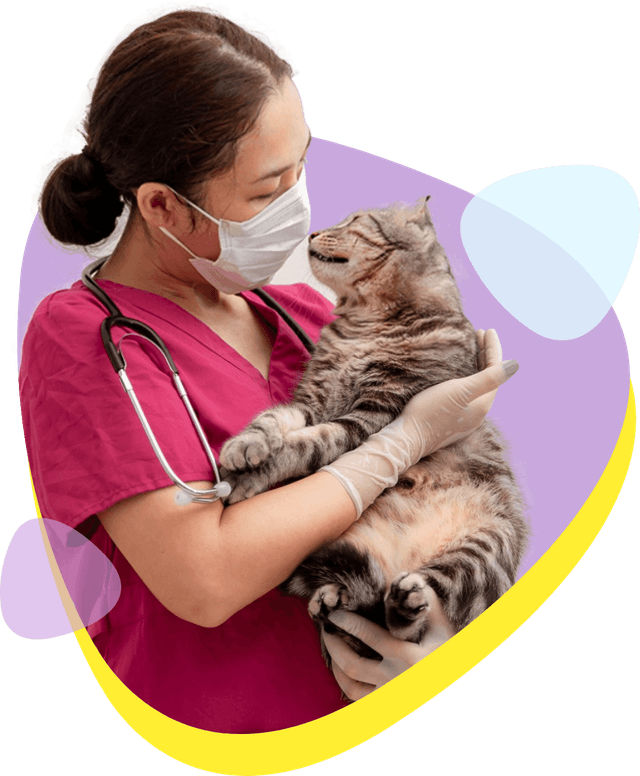Veterinarian with patient