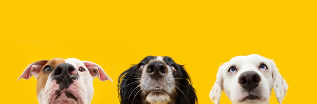 Three dogs on yellow background
